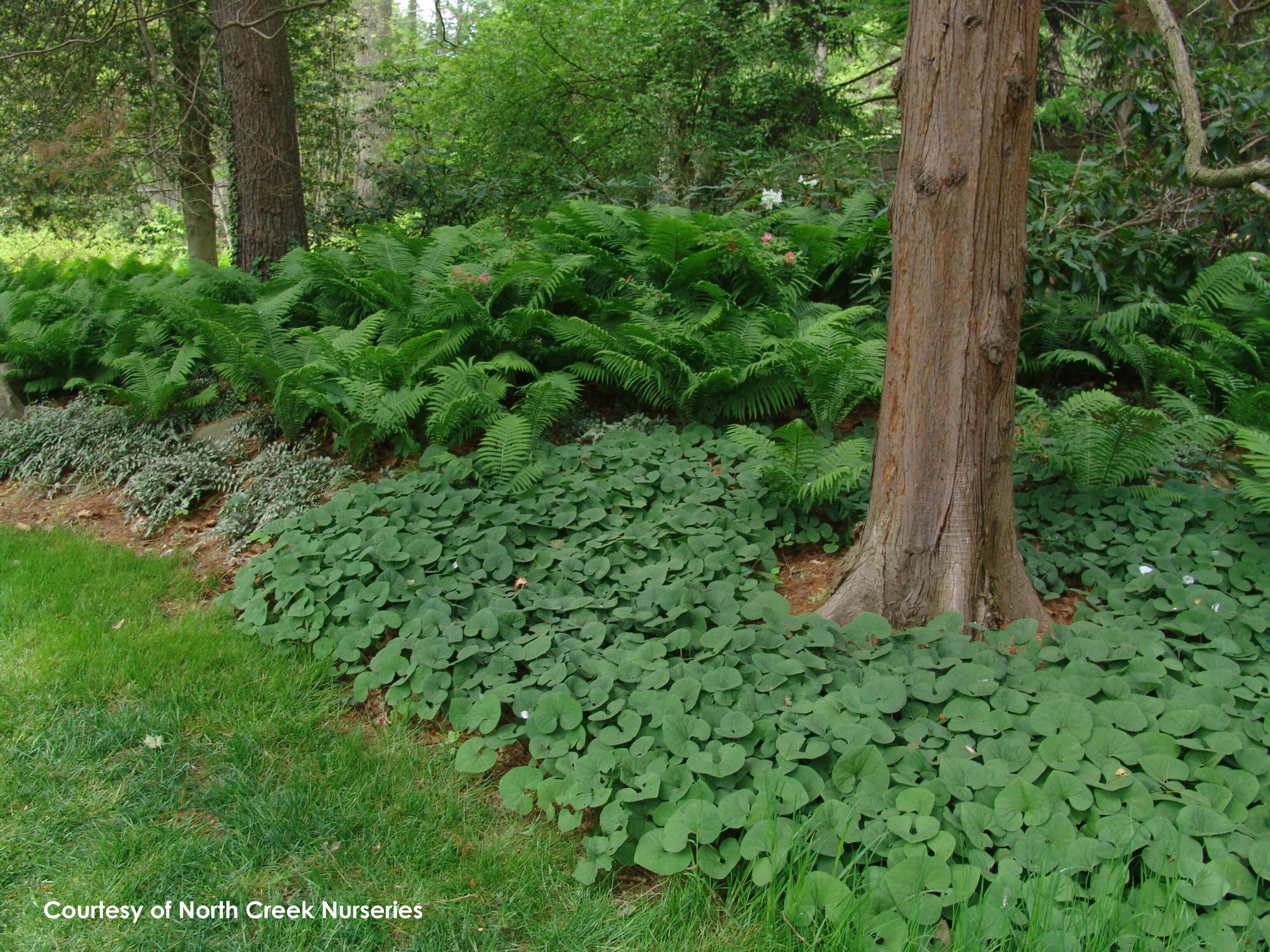 Wild outlet ginger