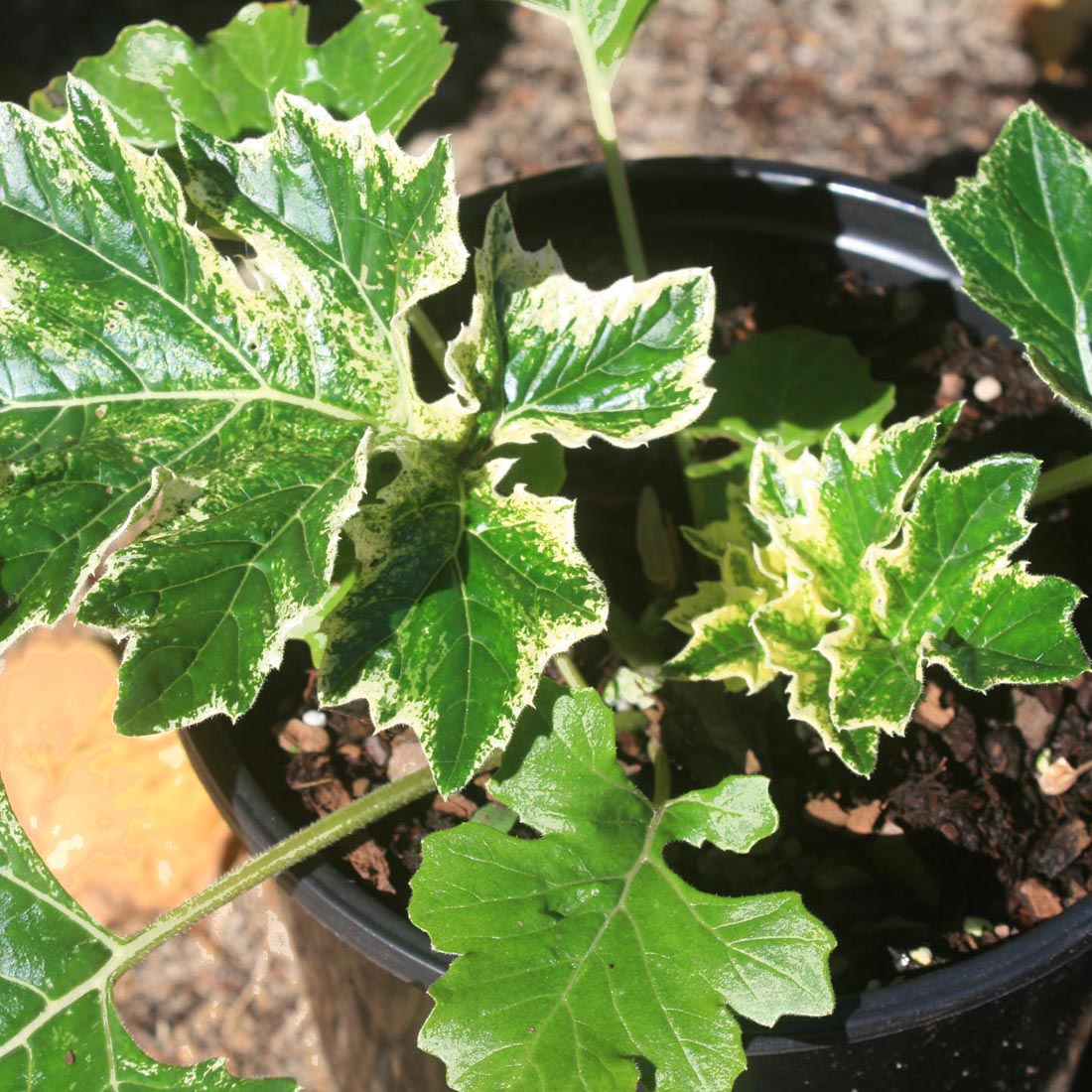Acanthus Whitewater Bear's Breeches for Sale | Rare Roots
