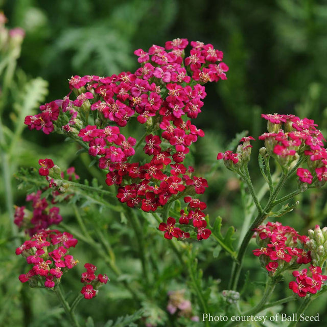 Achillea New Vintage Red Yarrow for Sale | Rare Roots