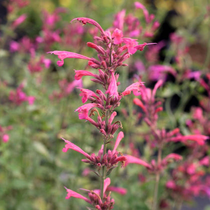 Agastache 'Morello' Hummingbird Mint | Rare Roots