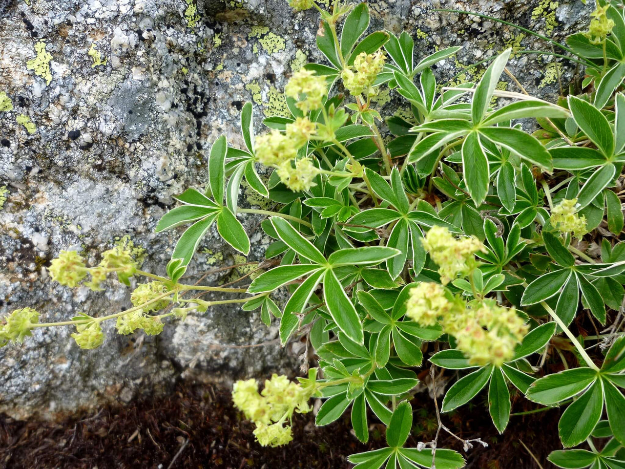 Alchemilla alpina Lady's Mantle