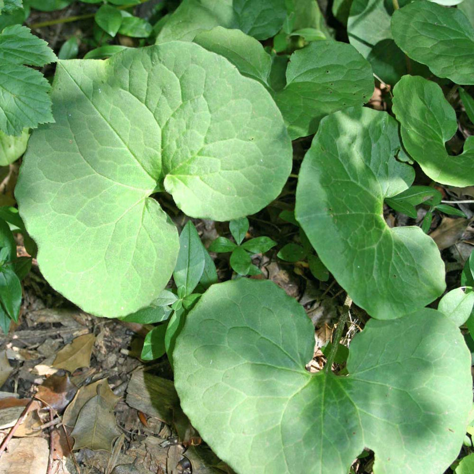 Asarum canadense Wild Ginger for sale | Rare Roots