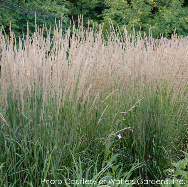 Calamagrostis Karl Foerster Feather Reed for Sale | Rare Roots