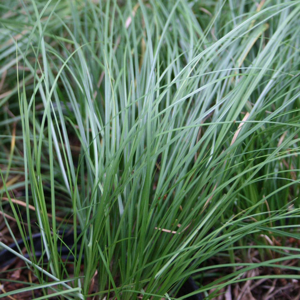 Carex pensylvanica Oak Sedge for sale | Rare Roots