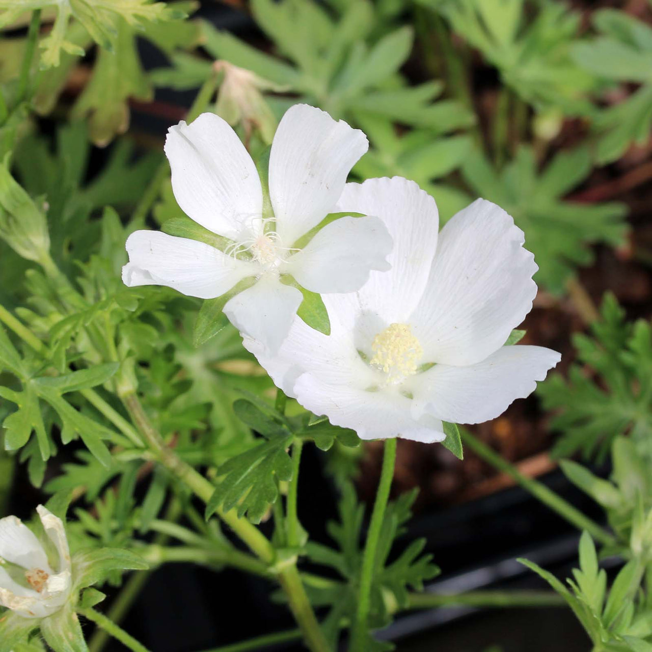 Callirhoe alcaeoides 'Logan Calhoun' White Wine Cups