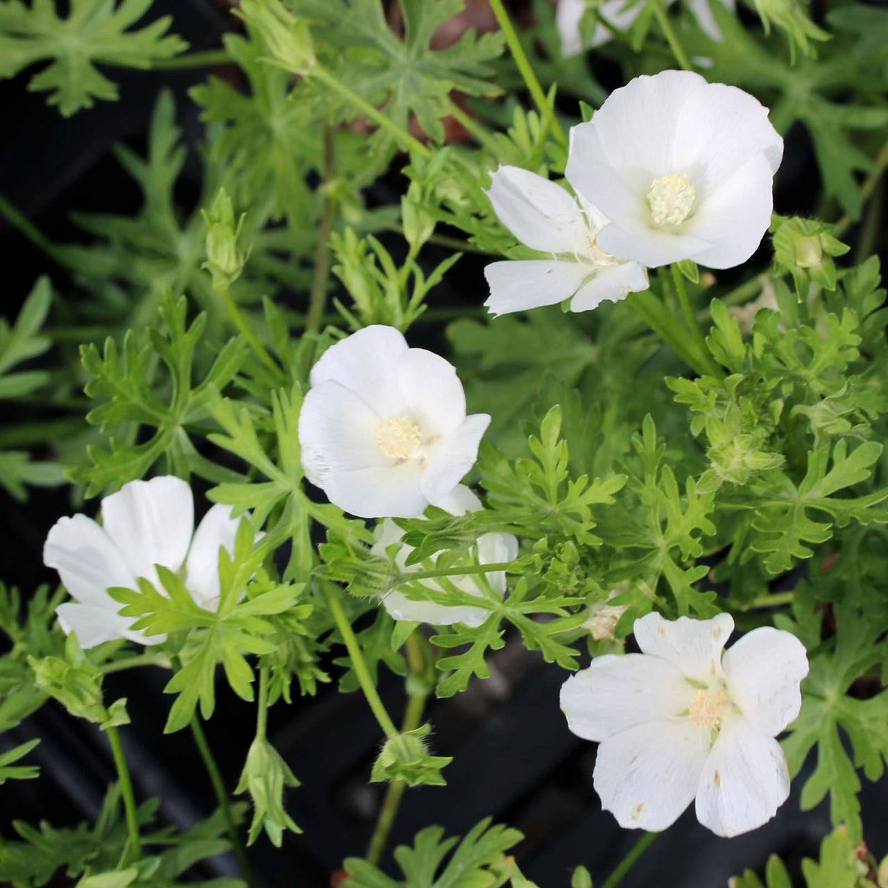 Callirhoe alcaeoides 'Logan Calhoun' White Wine Cups