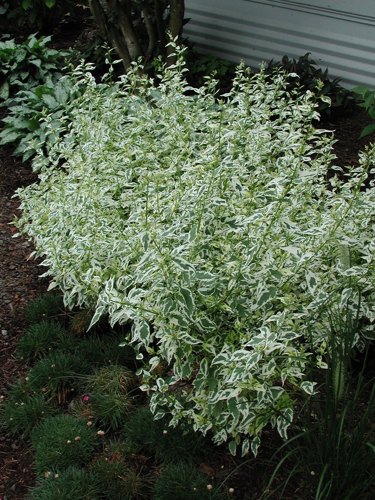 Caryopteris Snow Fairy Bluebeard for sale | Rare Roots 