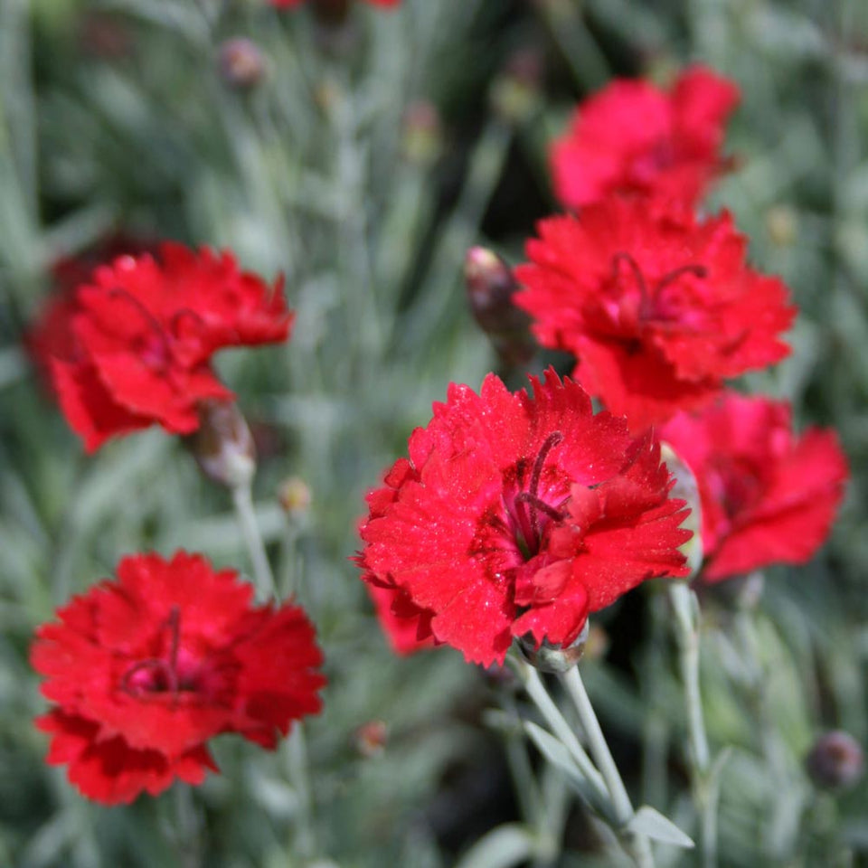 Dianthus x Frosty Fire Pinks for Sale | Rare Roots