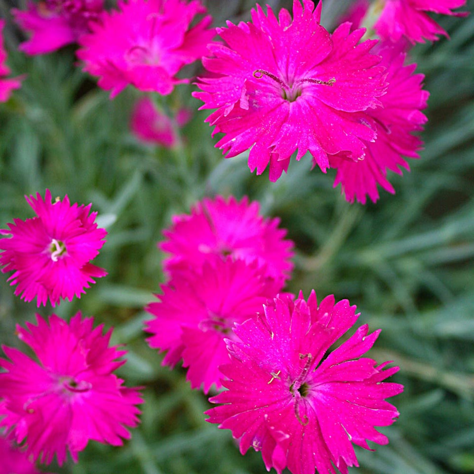 Dianthus Neon Star Pinks for Sale | Rare Roots