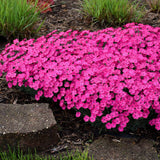 Dianthus Paint the Town Magenta Pinks for Sale | Rare Roots