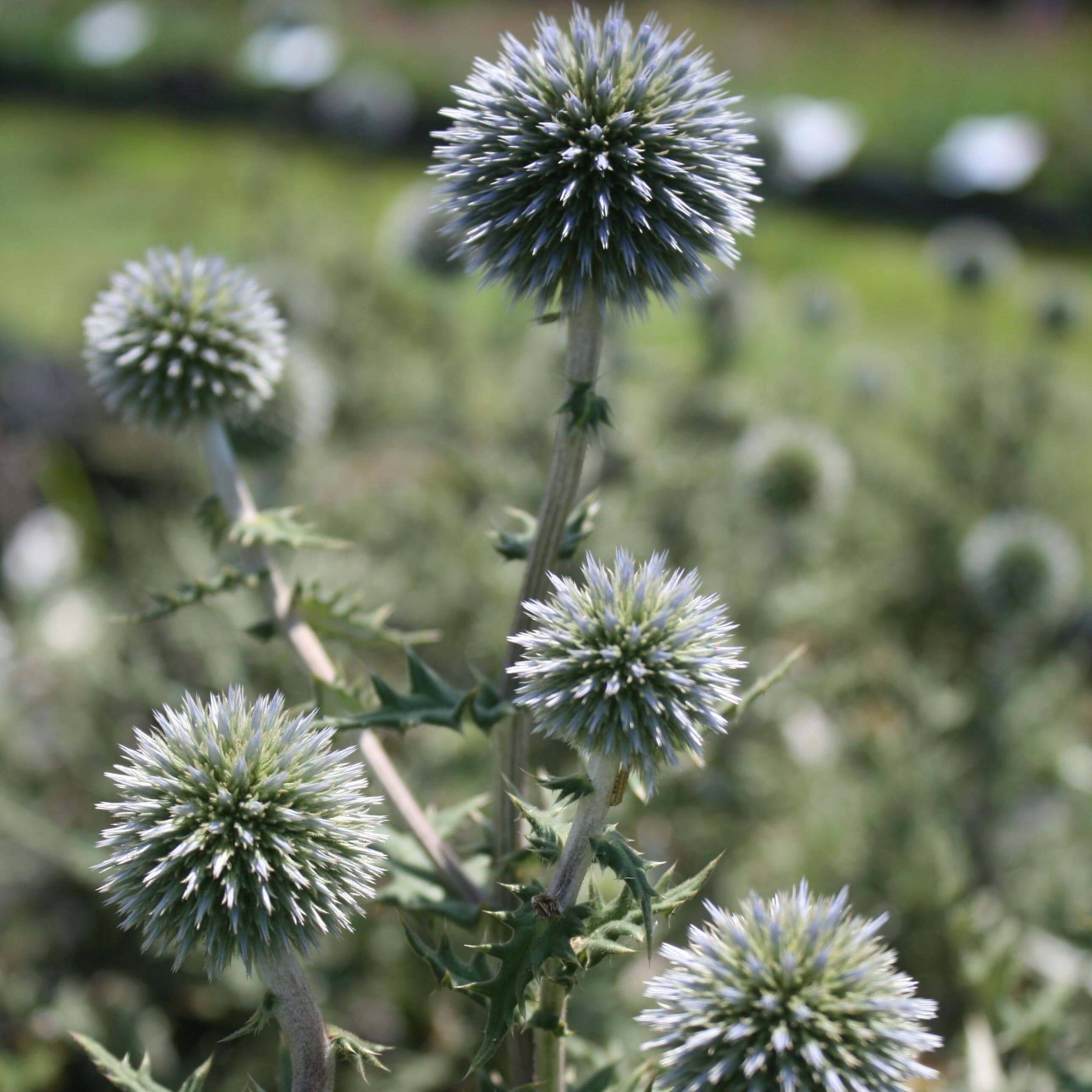 Blue Dried Echinops Globe Thistles Dried Flowers