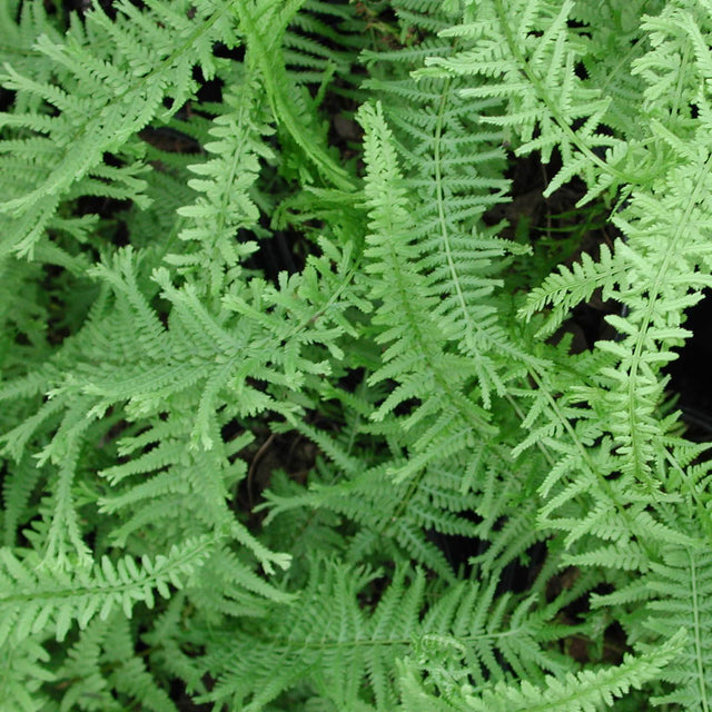 Perennial Ferns for Sale | Online Fern Perennial Plants