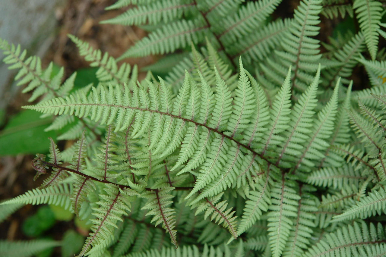 Fern Ghost Athyrium nipponicum Ghost for sale | Rare Roots