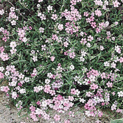 Gypsophila paniculata Rose (Pink Baby's Breath)
