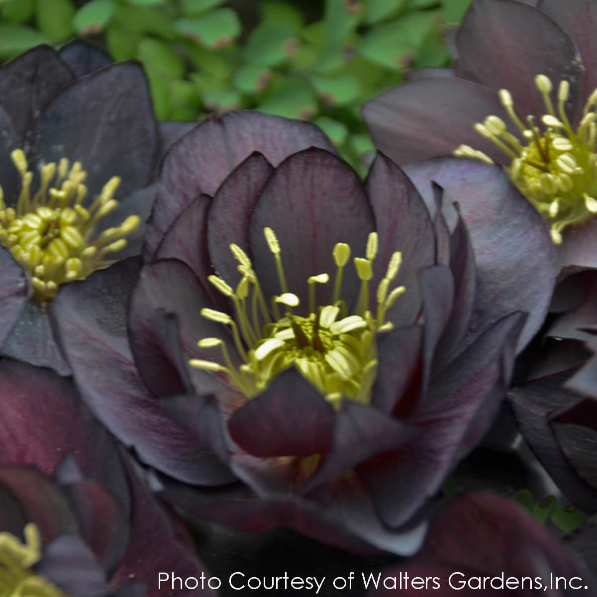 Helleborus Dark and Handsome Lenten Rose