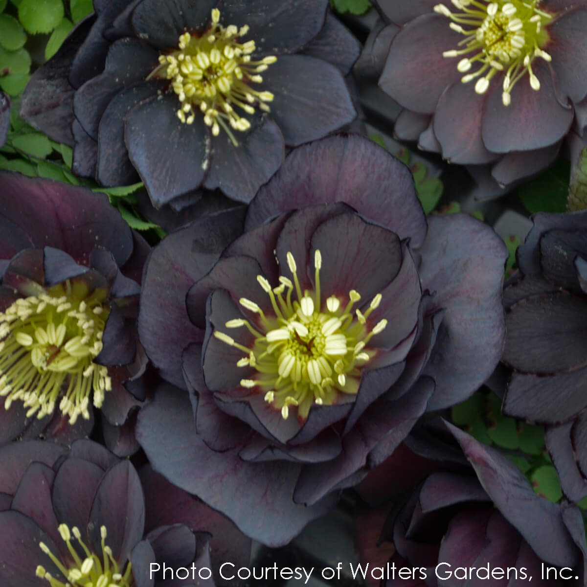 Helleborus Dark and Handsome Lenten Rose