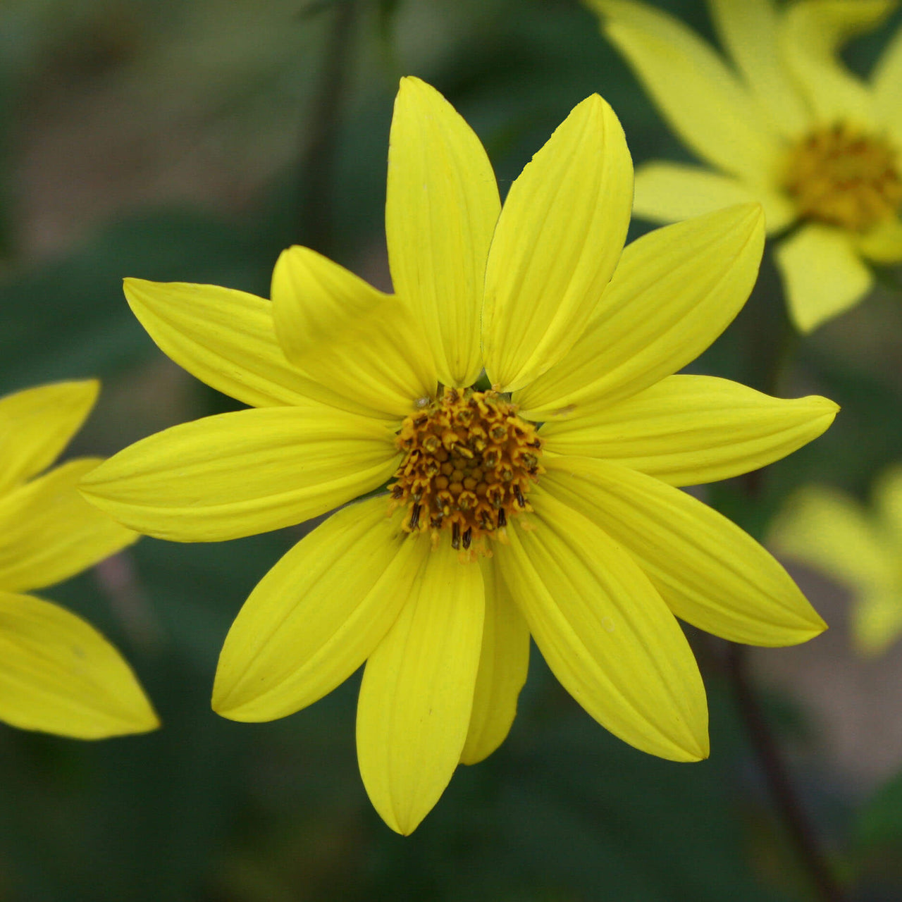 Helianthus microcephalus 'Lemon Queen' Sunflower