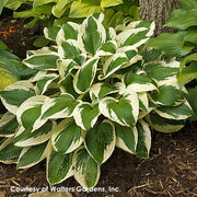 Hosta Patriot Plantain Lily for sale | Rare Roots