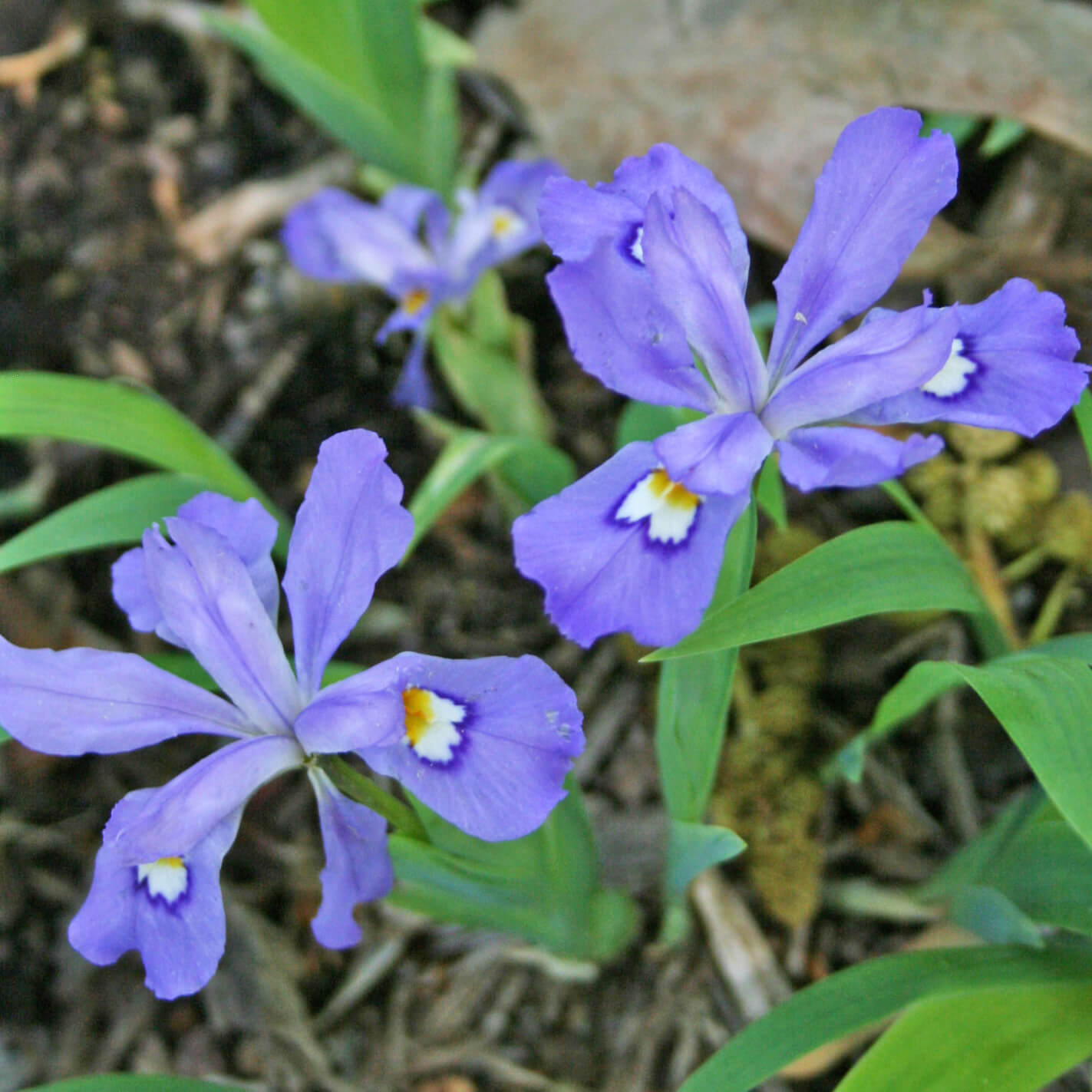 Iris cristata Crested Iris for sale | Rare Roots