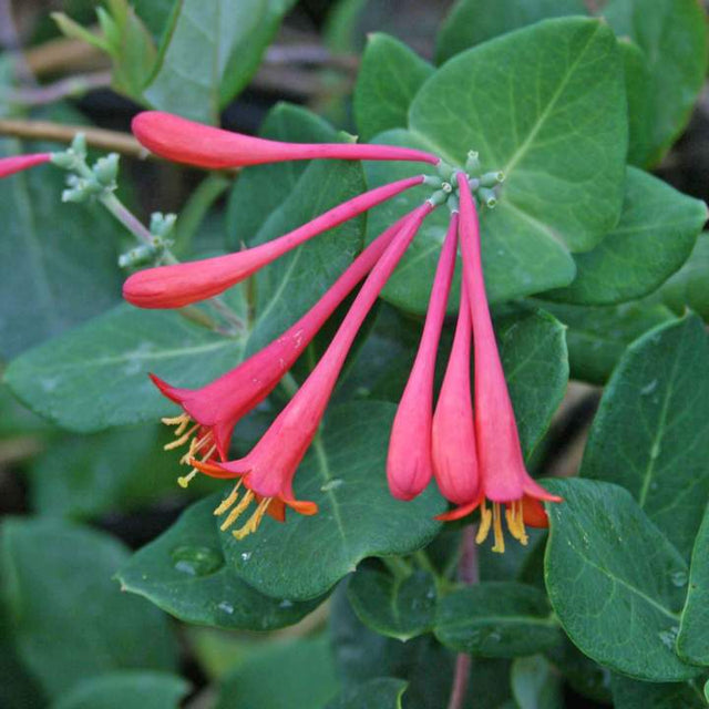 Lonicera Blanche Sandman Honeysuckle for Sale | Rare Roots