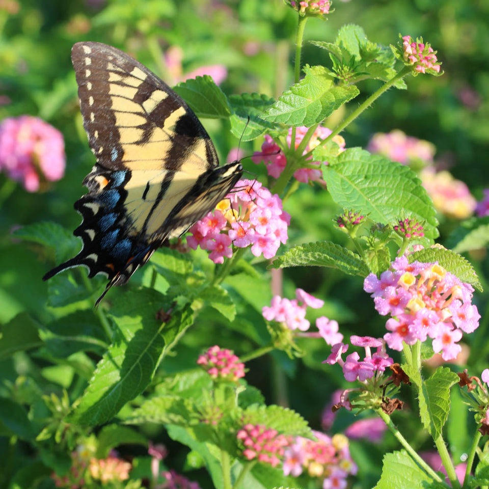 Lantana camara Ham and Eggs for Sale | Rare Roots