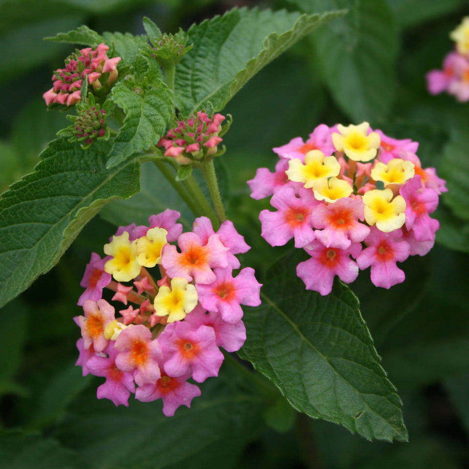 Lantana camara Ham and Eggs for Sale | Rare Roots