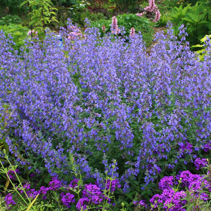 Nepeta Faassenii Walker's Low Catmint For Sale 