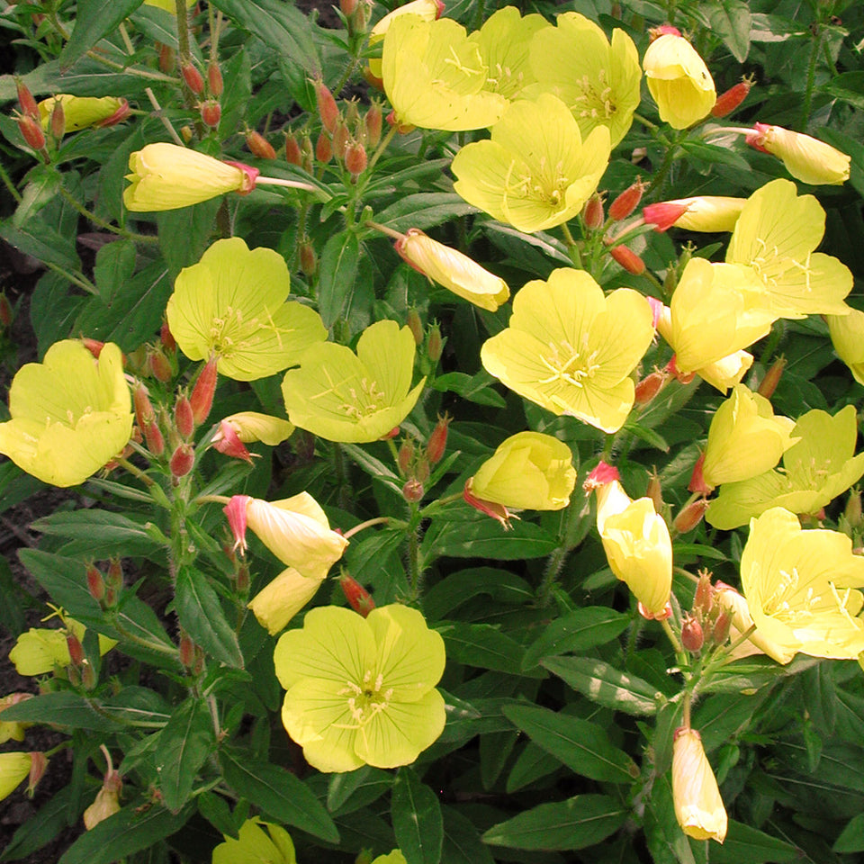 Oenothera fruticosa Fireworks Sundrops for Sale | Rare Roots