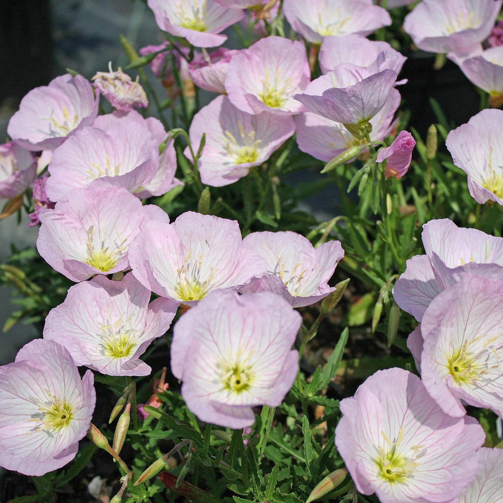 Oenothera Siskiyou Pink Evening Primrose for Sale | Rare Roots