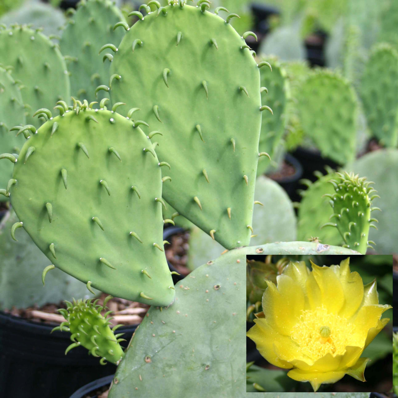 Opuntia ellisiana Thornless Spineless Prickly Pear