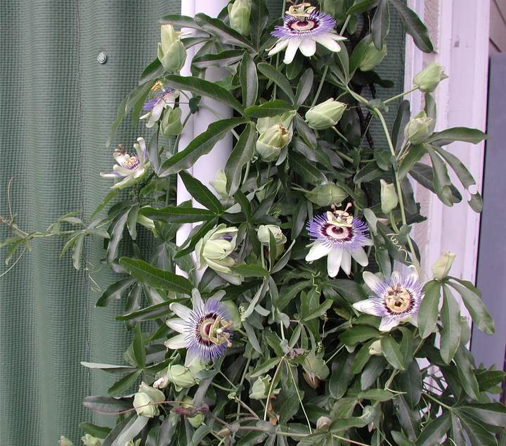passiflora caerulea care