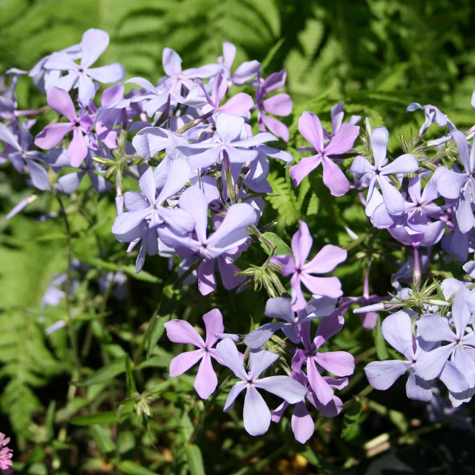 Phlox divaricata Woodland Phlox for Sale | Rare Roots