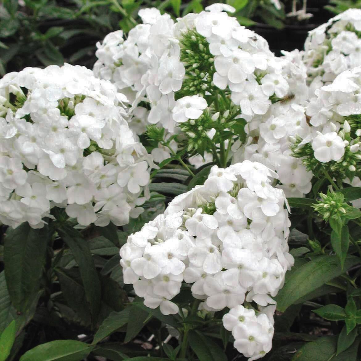 Summer phlox deals