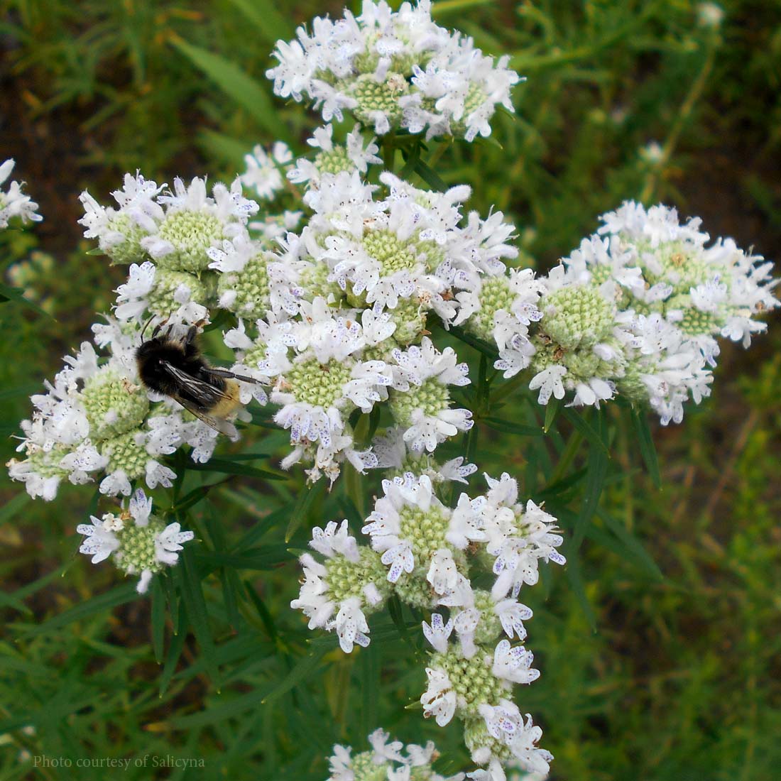 Pycnanthemum Virginia Mountain Mint for Sale | Rare Roots