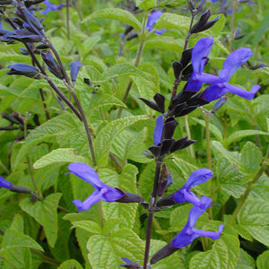 Salvia Black and Blue Anise Sage for Sale | Rare Roots