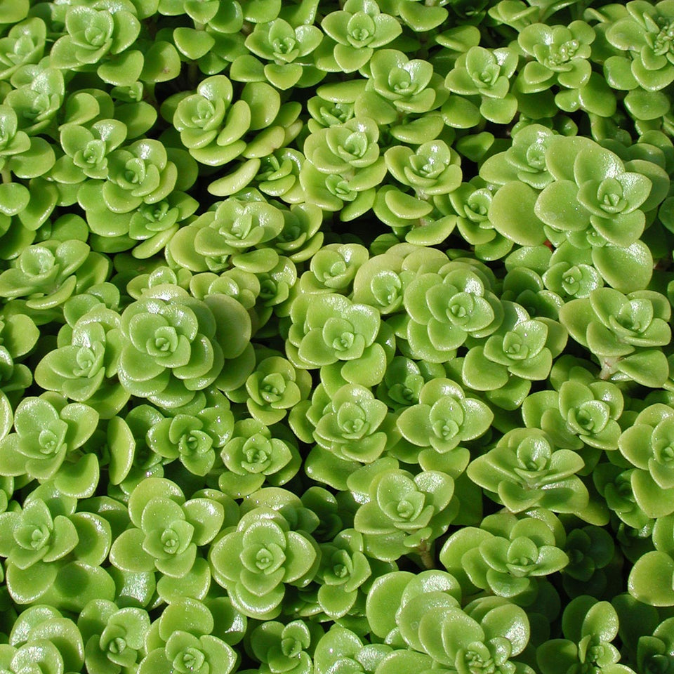 Sedum makinoi Limelight Stonecrop for Sale | Rare Roots