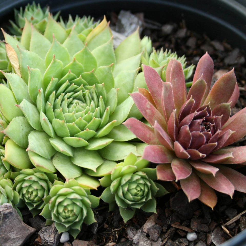 Sempervivum Hardy Mix Hen and Chicks for Sale | Rare Roots