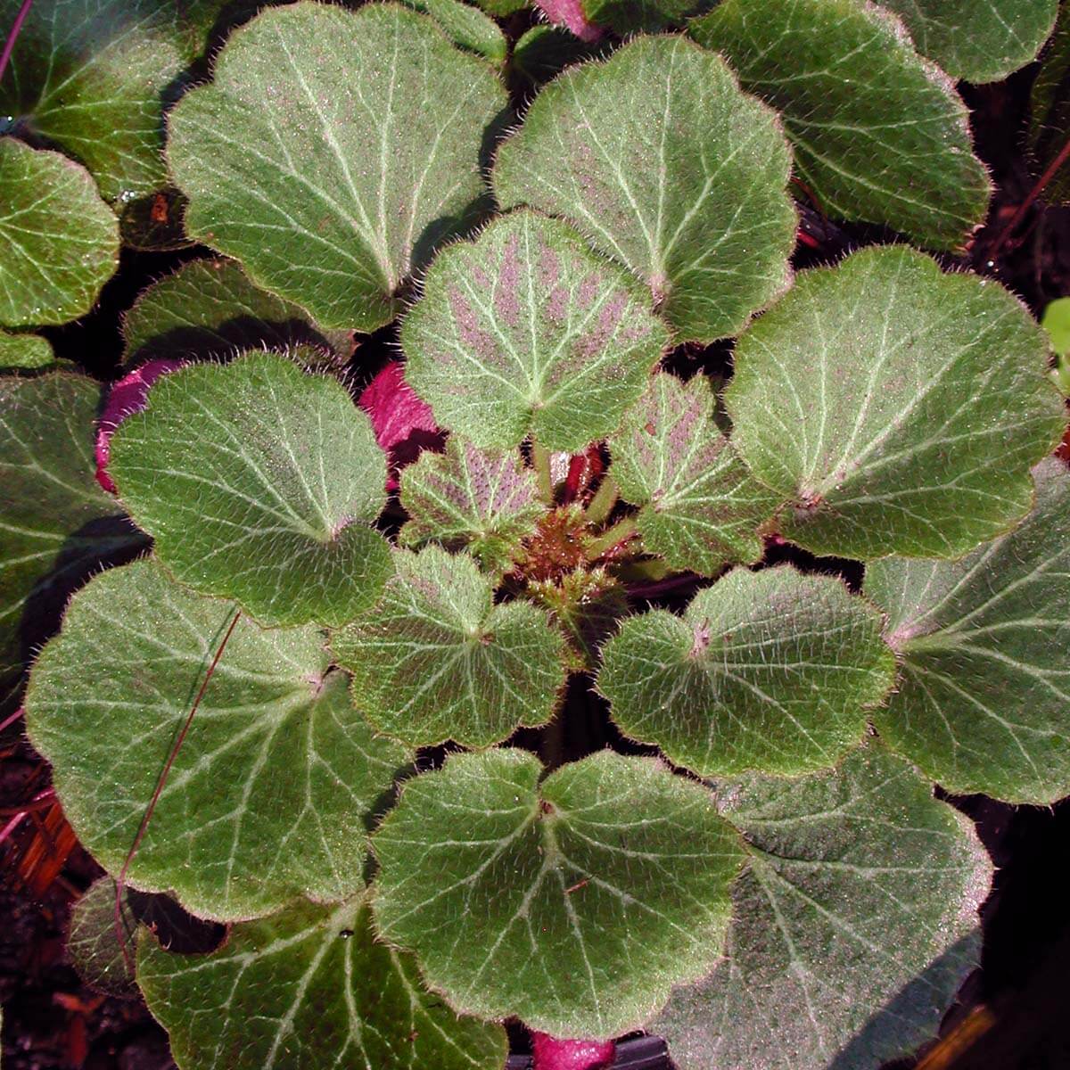 Saxifraga Hope's Wine Strawberry Geranium for Sale | Rare Roots