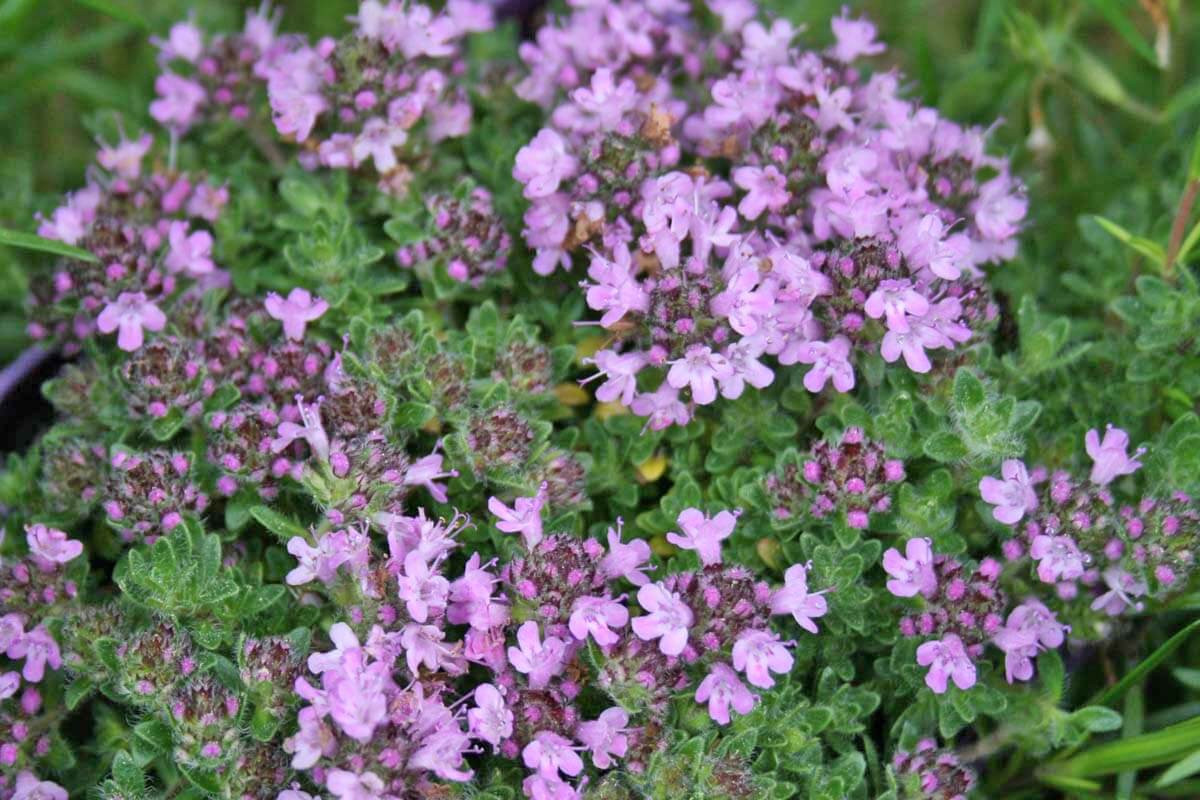 Thyme 'Bressingham'