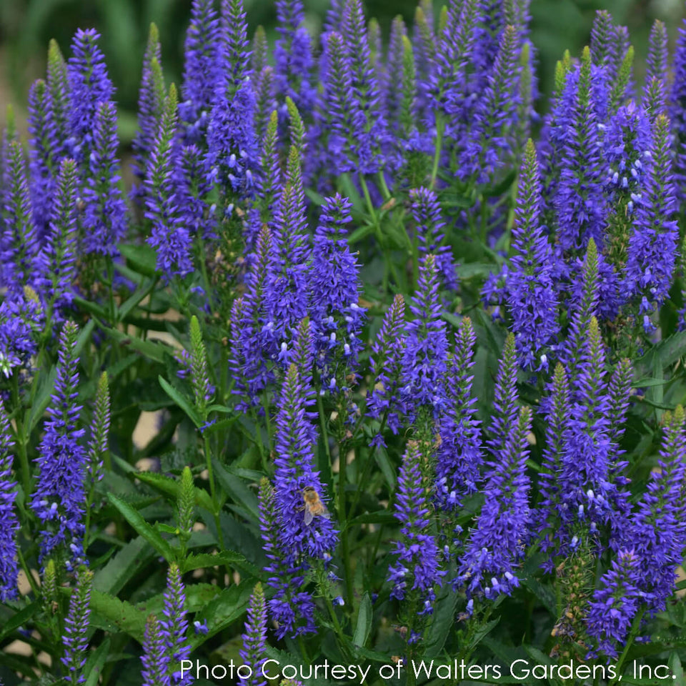 Veronica Royal Rembrandt Speedwell for Sale | Rare Roots