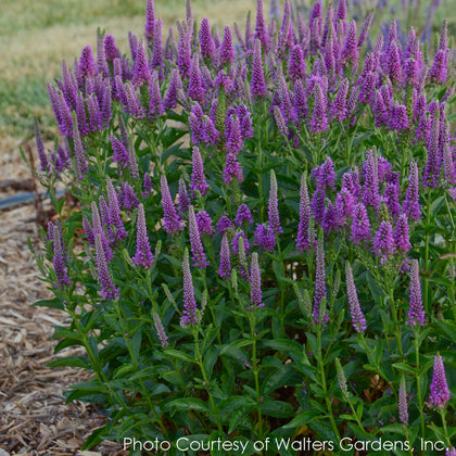 Veronica Very Van Gogh Speedwell for Sale | Rare Roots