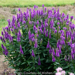 Veronica Very Van Gogh Speedwell for Sale | Rare Roots