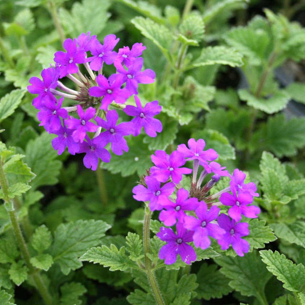 Verbena plant shop