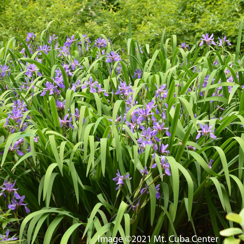 blue flag iris plant